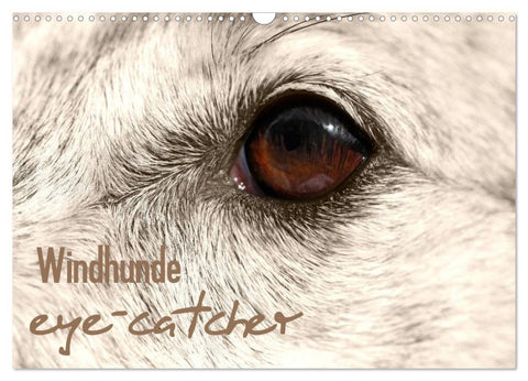 Windhunde eye-catcher (Wandkalender 2026 DIN A3 quer), CALVENDO Monatskalender