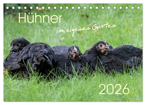 Hühner im eigenen Garten (Tischkalender 2026 DIN A5 quer), CALVENDO Monatskalender