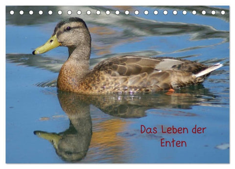 Das Leben der Enten (Tischkalender 2027 DIN A5 quer), CALVENDO Monatskalender