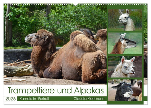 Trampeltiere und Alpakas (Wandkalender 2026 DIN A2 quer), CALVENDO Monatskalender
