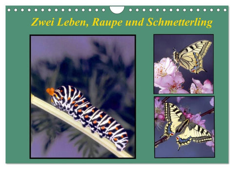 Zwei Leben, Raupe und Schmetterling (Wandkalender 2026 DIN A4 quer), CALVENDO Monatskalender