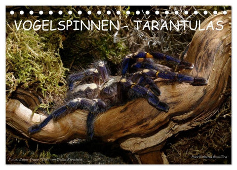 Vogelspinnen - Tarantulas (Tischkalender 2027 DIN A5 quer), CALVENDO Monatskalender