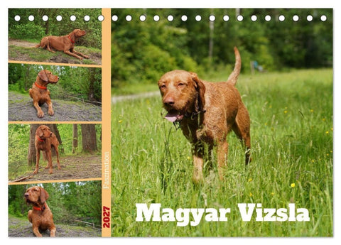 Faszination Magyar Vizsla (Tischkalender 2027 DIN A5 quer), CALVENDO Monatskalender