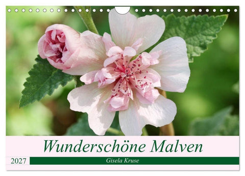 Wunderschöne Malven (Wandkalender 2027 DIN A4 quer), CALVENDO Monatskalender