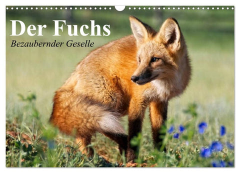 Der Fuchs. Bezaubernder Geselle (Wandkalender 2026 DIN A3 quer), CALVENDO Monatskalender