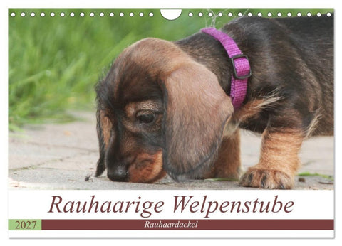Rauhaarige Welpenstube (Wandkalender 2027 DIN A4 quer), CALVENDO Monatskalender