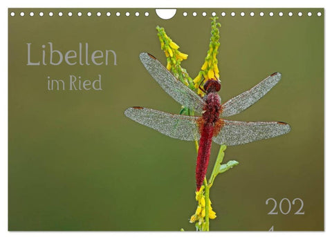 Libellen im Ried (Wandkalender 2026 DIN A4 quer), CALVENDO Monatskalender