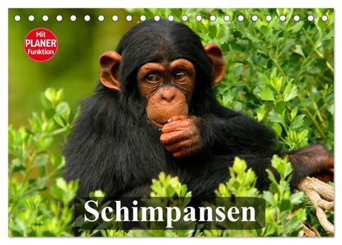 Schimpansen (Tischkalender 2027 DIN A5 quer), CALVENDO Monatskalender