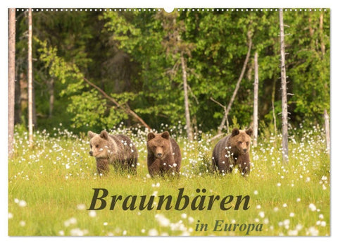 Braunbären in Europa (Wandkalender 2027 DIN A2 quer), CALVENDO Monatskalender