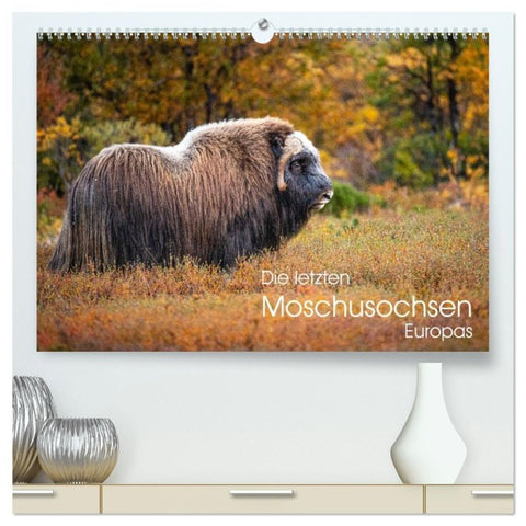 Die letzten Moschusochsen Europas (hochwertiger Premium Wandkalender 2027 DIN A2 quer), Kunstdruck in Hochglanz