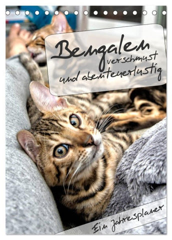 Bengalen - verschmust und abenteuerlustig (Tischkalender 2027 DIN A5 hoch), CALVENDO Monatskalender