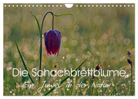 Die Schachbrettblume (Wandkalender 2027 DIN A4 quer), CALVENDO Monatskalender
