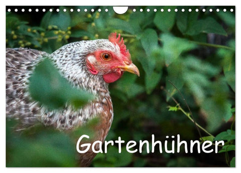 Gartenhühner (Wandkalender 2026 DIN A4 quer), CALVENDO Monatskalender