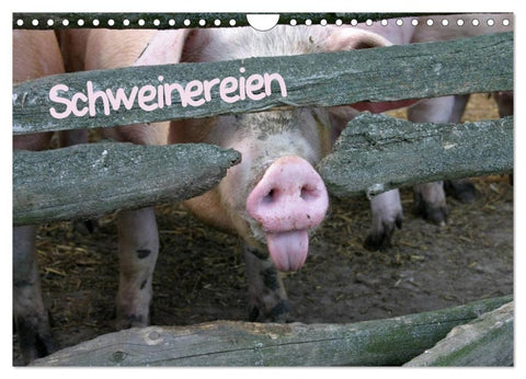 Schweinereien (Wandkalender 2027 DIN A4 quer), CALVENDO Monatskalender