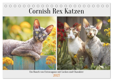 Cornish Rex Katzen. Ein Hauch von Extravaganz mit Locken und Charakter (Tischkalender 2027 DIN A5 quer), CALVENDO Monatskalender
