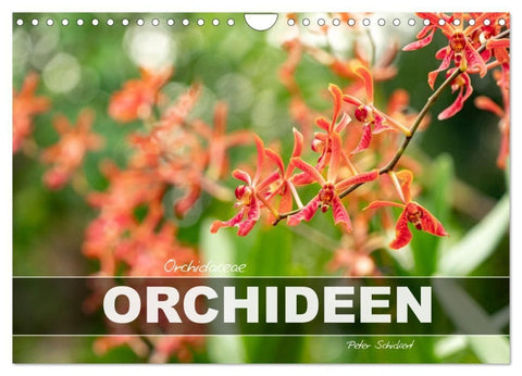 Orchidaceae - Orchideen (Wandkalender 2027 DIN A4 quer), CALVENDO Monatskalender