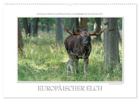 Emotionale Momente: Europäischer Elch. / CH-Version (Wandkalender 2027 DIN A2 quer), CALVENDO Monatskalender