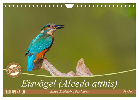 Eisvögel (Alcedo atthis) - Edelsteine der Natur (Wandkalender 2026 DIN A4 quer), CALVENDO Monatskalender