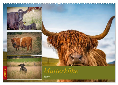 Mutterkühe (Wandkalender 2027 DIN A2 quer), CALVENDO Monatskalender