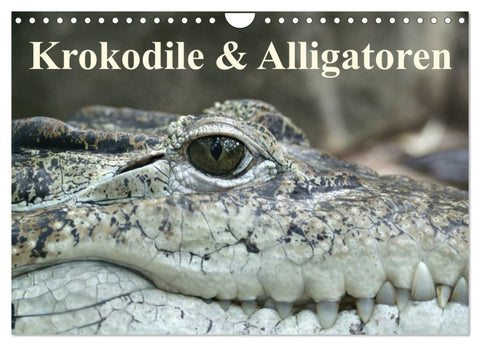 Krokodile & Alligatoren (Wandkalender 2027 DIN A4 quer), CALVENDO Monatskalender