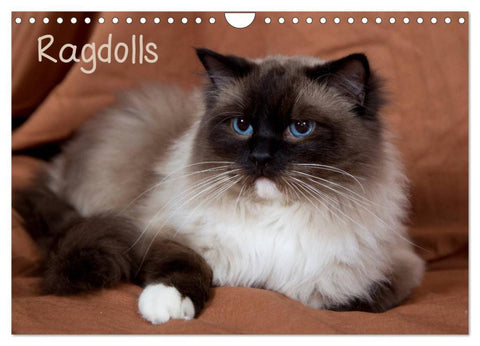 Ragdolls (Wandkalender 2026 DIN A4 quer), CALVENDO Monatskalender