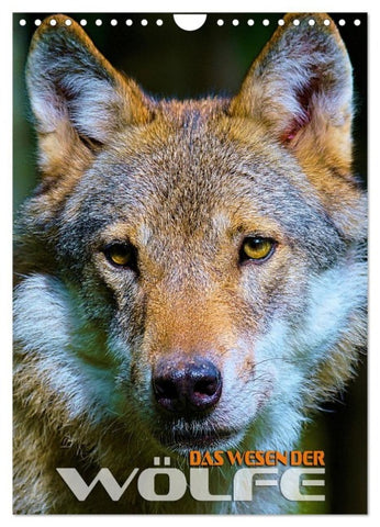 Das Wesen der Wölfe (Wandkalender 2027 DIN A4 hoch), CALVENDO Monatskalender