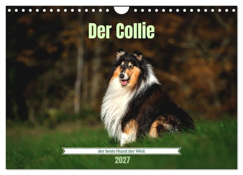 Der Collie der beste Hund der Welt (Wandkalender 2027 DIN A4 quer), CALVENDO Monatskalender