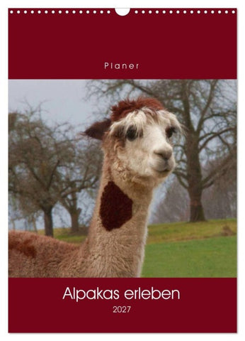 Alpakas erleben (Wandkalender 2027 DIN A3 hoch), CALVENDO Monatskalender