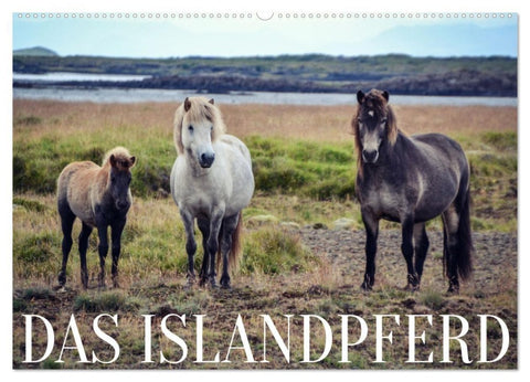 Das Islandpferd (Wandkalender 2027 DIN A2 quer), CALVENDO Monatskalender