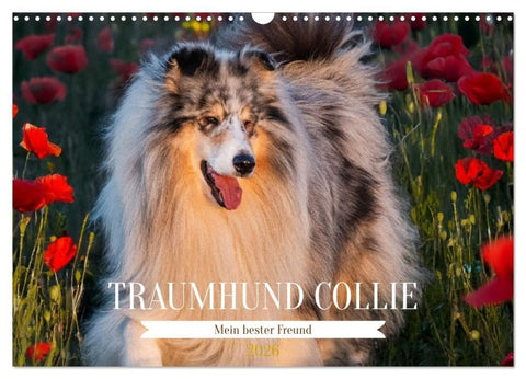Traumhund Collie - Mein bester Freund (Wandkalender 2026 DIN A3 quer), CALVENDO Monatskalender