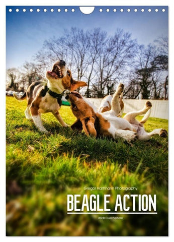 Beagle Action - Wilde Kuscheltiere (Wandkalender 2027 DIN A4 hoch), CALVENDO Monatskalender