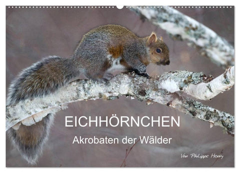 EICHHÖRNCHEN (Wandkalender 2027 DIN A2 quer), CALVENDO Monatskalender