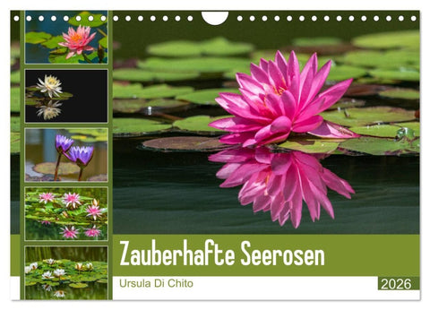 Zauberhafte Seerosen (Wandkalender 2026 DIN A4 quer), CALVENDO Monatskalender