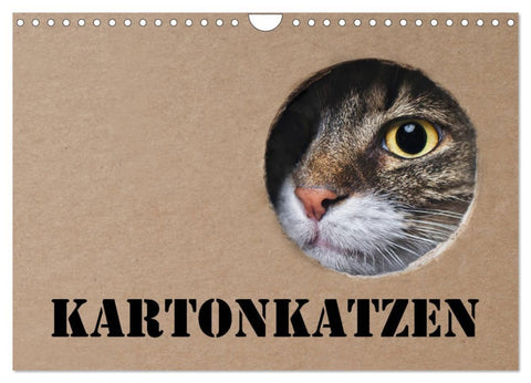Karton Katzen (Wandkalender 2026 DIN A4 quer), CALVENDO Monatskalender