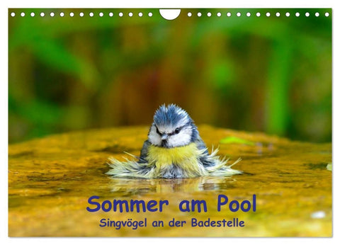 Sommer am Pool - Singvögel an der Badestelle (Wandkalender 2026 DIN A4 quer), CALVENDO Monatskalender