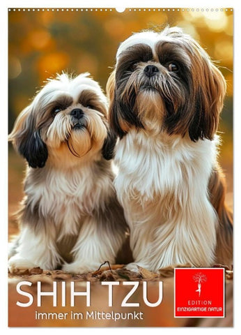 Shih Tzu - immer im Mittelpunkt (Wandkalender 2027 DIN A2 hoch), CALVENDO Monatskalender