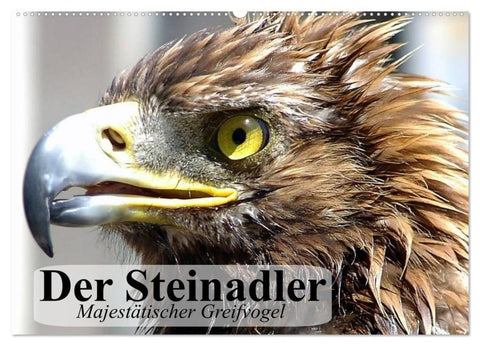 Der Steinadler. Majestätischer Greifvogel (Wandkalender 2027 DIN A2 quer), CALVENDO Monatskalender