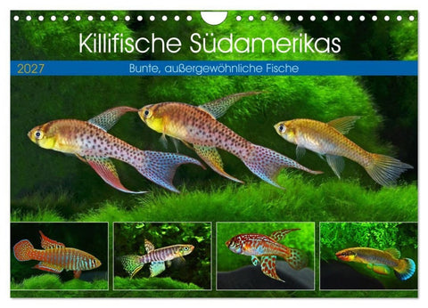 Killifische Südamerikas (Wandkalender 2027 DIN A4 quer), CALVENDO Monatskalender