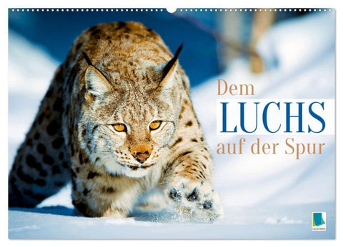 Dem Luchs auf der Spur (Wandkalender 2027 DIN A2 quer), CALVENDO Monatskalender
