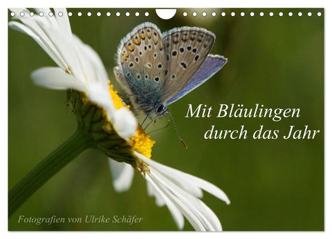 Mit Bläulingen durch das Jahr (Wandkalender 2027 DIN A4 quer), CALVENDO Monatskalender