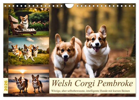 Welsh Corgi Pembroke (Wandkalender 2026 DIN A4 quer), CALVENDO Monatskalender