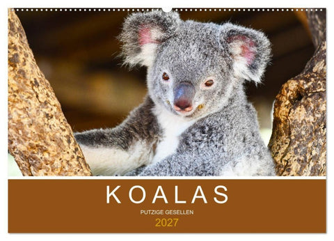 Koalas, putzige Gesellen (Wandkalender 2027 DIN A2 quer), CALVENDO Monatskalender