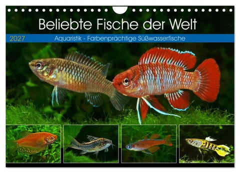 Beliebte Fische der Welt (Wandkalender 2027 DIN A4 quer), CALVENDO Monatskalender
