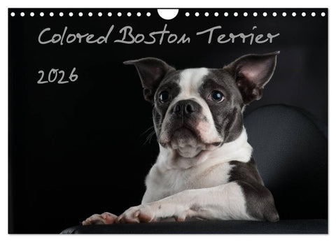 Colored Boston Terrier 2026 (Wandkalender 2026 DIN A4 quer), CALVENDO Monatskalender
