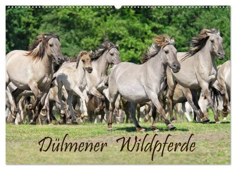 Dülmener Wildpferde (Wandkalender 2027 DIN A2 quer), CALVENDO Monatskalender