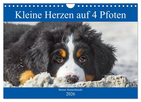 Kleine Herzen auf 4 Pfoten - Berner Sennenhunde (Wandkalender 2026 DIN A4 quer), CALVENDO Monatskalender
