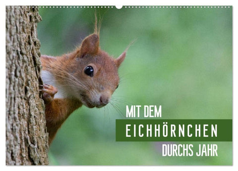 Mit dem Eichhörnchen durchs Jahr (Wandkalender 2027 DIN A2 quer), CALVENDO Monatskalender