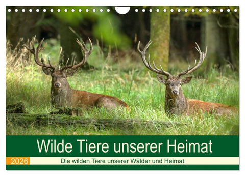 Wilde Tiere unserer Heimat (Wandkalender 2026 DIN A4 quer), CALVENDO Monatskalender