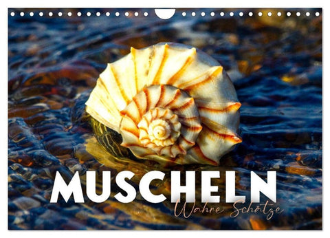 Muscheln - Wahre Schätze (Wandkalender 2027 DIN A4 quer), CALVENDO Monatskalender