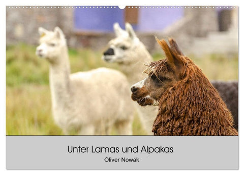 Unter Lamas und Alpakas (Wandkalender 2027 DIN A2 quer), CALVENDO Monatskalender